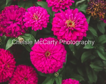 Natural Pink - horizontal