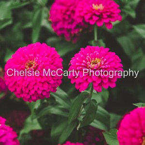 Natural Pink - vertical