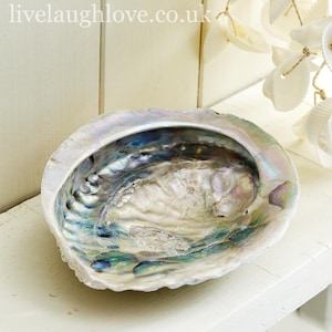 May include: A large iridescent abalone shell with a smooth, white interior. The shell has a natural, organic shape and a pearly sheen.
