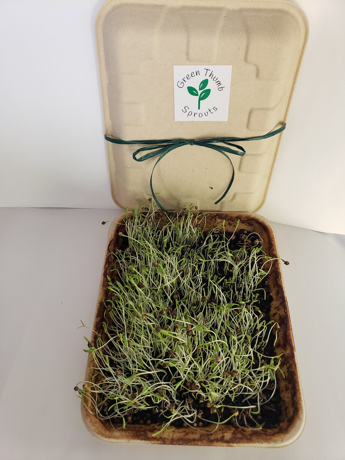 Cilantro Microgreens Kit Etsy