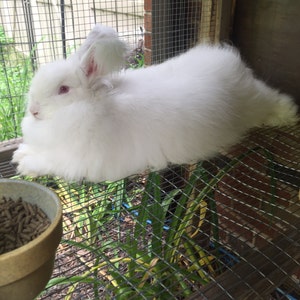 Angora Wool (German Angora)