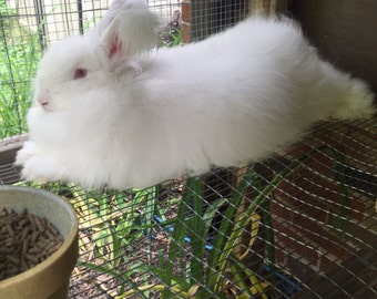 Angora Wool (German Angora)