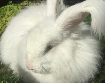 Angora Wool (german Angora)
