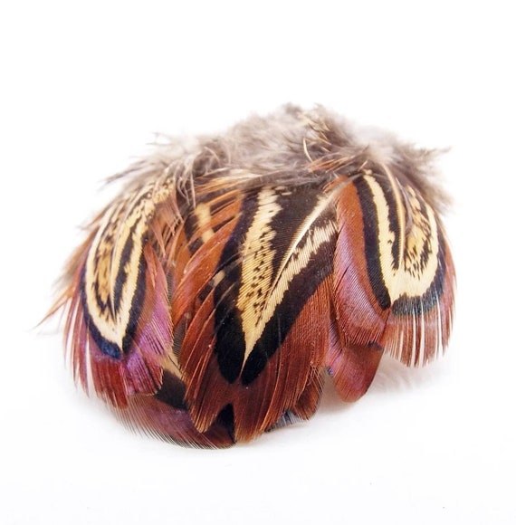 Cock Pheasant Shoulder Feathers Church Window - Fly Tying Materials