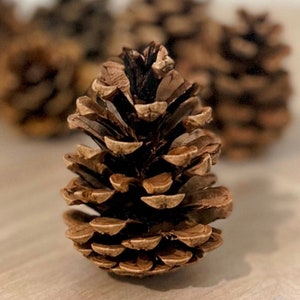 May include: A close-up of a brown pine cone with a textured surface. The pine cone is in focus, while other pine cones are blurred in the background.