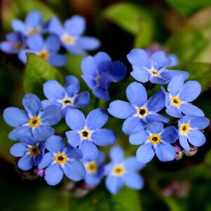 Puede incluir: Un grupo de delicadas flores azules de nomeolvides con centros amarillos, floreciendo en un exuberante jard&iacute;n verde.