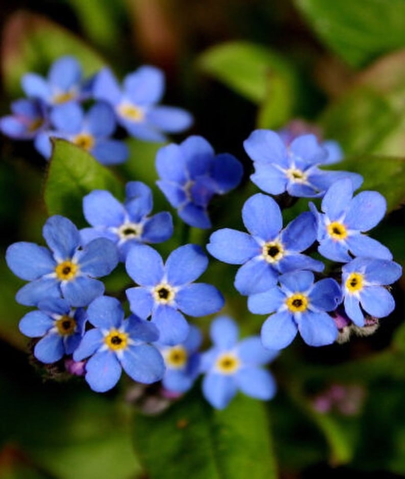 Puede incluir: Un grupo de delicadas flores azules de nomeolvides con centros amarillos, floreciendo en un exuberante jard&iacute;n verde.