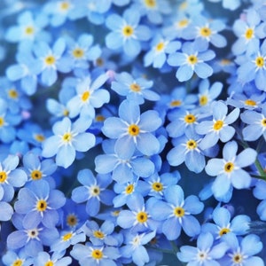 Puede incluir: Una imagen de primer plano de un grupo de flores azules de nomeolvides. Las flores tienen una forma delicada de cinco p&eacute;talos con un centro amarillo.