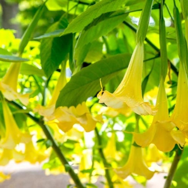 3 live cuttings - yellow brugmansia (angels trumpet) *fragrant at night*