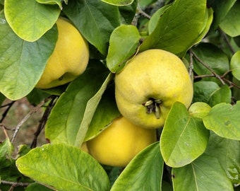 3 live cuttings - quince (cydonia oblonga) *perfect for marmalade*