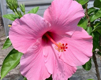 3 live cuttings - hibiscus Rosa sinensis(Chinese Hawaiian hibiscus) * pink