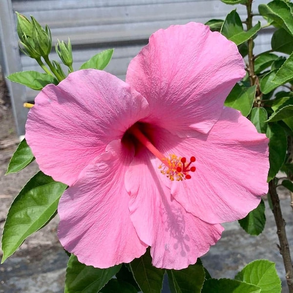 3 live cuttings - hibiscus Rosa sinensis(Chinese Hawaiian hibiscus) * pink
