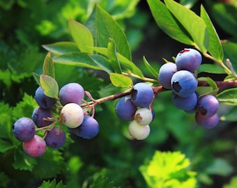 Twee levende stekken - Vaccinium myrtillus (Europese bosbes, bosbes) zwart