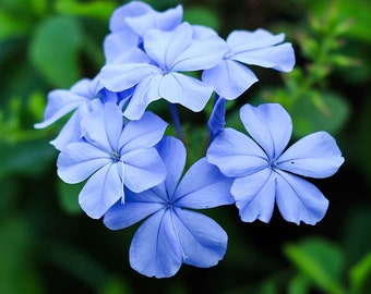 3 live cuttings - Plumbago auriculata (cape leadwort, blue plumbago)