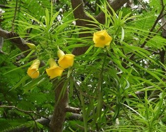 3 esquejes vivos - Cascabela thevetia (Thevetia peruviana)