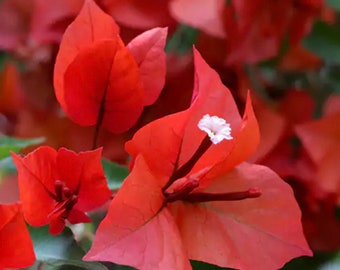 3 LIVE PLANT CUTTINGS *Red Bougainvillea*