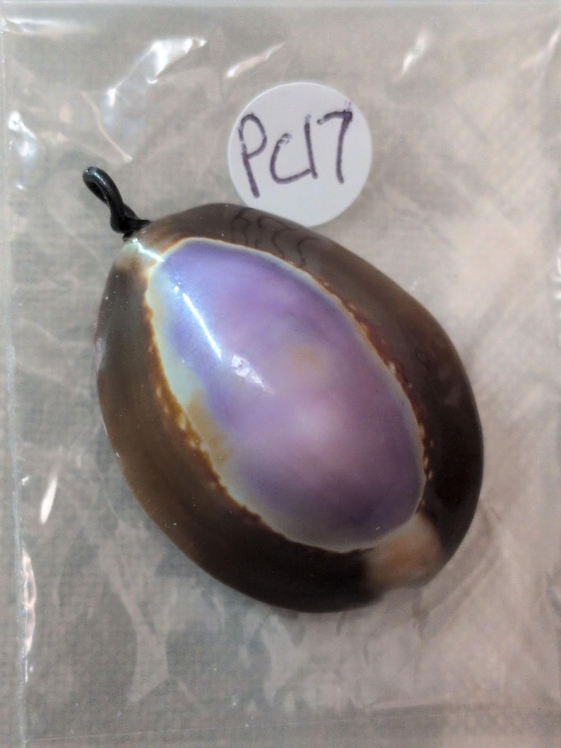 Small Cowries New Item...natural Purple Cowrie Shell Pendant.. Crystal Healing, Boho ...