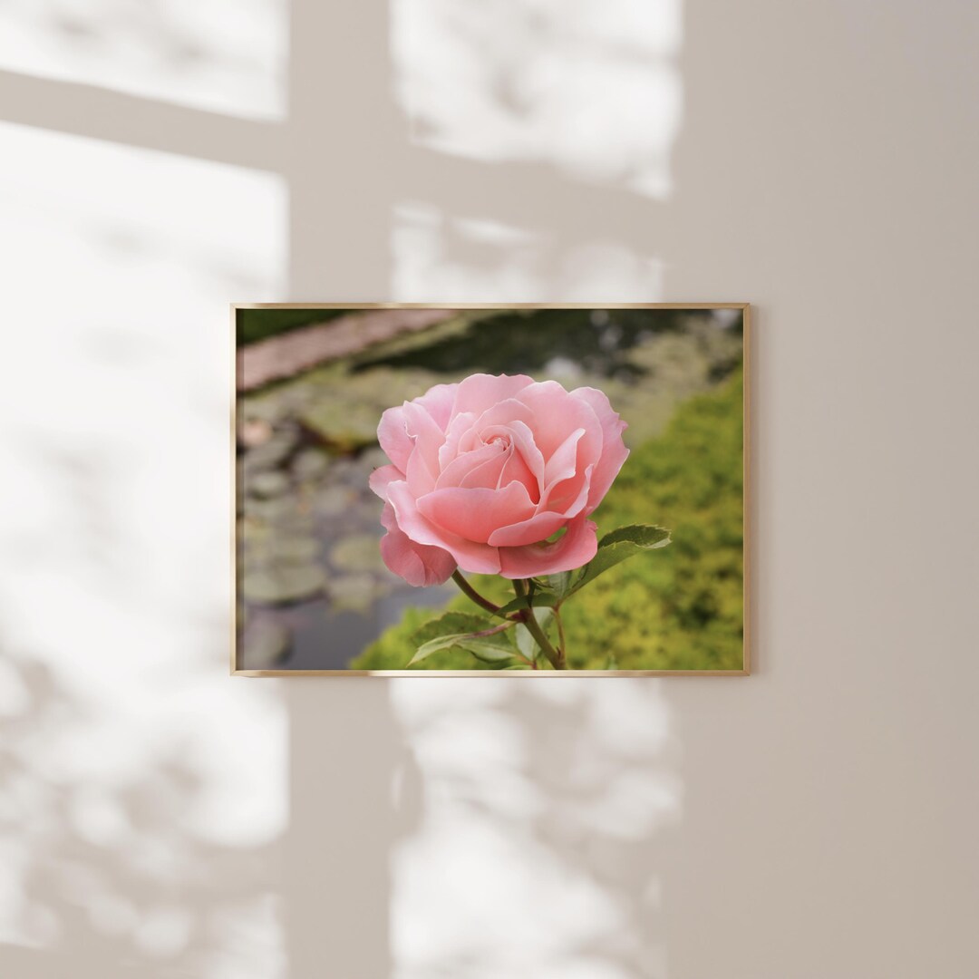Nature Photograph: Single Pink Rose | Digital Print | Flower Wall Art ...