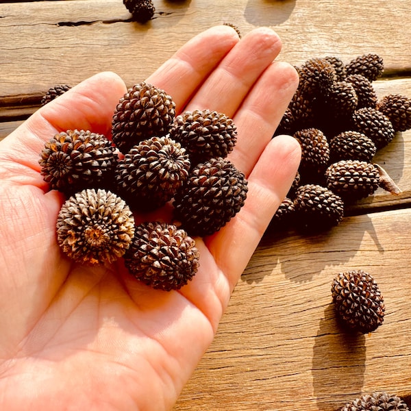 Handpicked Sheoak Seed Pods for Crafts & Natural Decor Australia Native Botanical Supplies | Natural Bush Nuts | Natures Seeds | Sensory