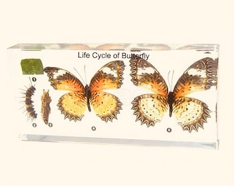 Butterfly Life Cycle Specimen | Resin