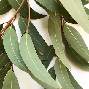 May include: Close-up of eucalyptus leaves and stems. The leaves are a muted green with a yellow vein running down the centre. The stems are a reddish-brown colour. The leaves are arranged in a natural, organic pattern against a white background.