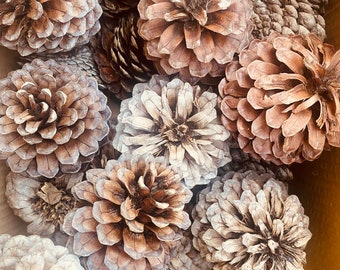 Juegos de manualidades con piñas naturales: perfectos para decoración rústica y proyectos de bricolaje / Piñas australianas / Navidad / Semillas / Árboles / Loros / Pájaros