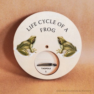 Frog Life Cycle Wheel | Wooden Display Board | Spinner Dial | Montessori Scandi STYLE | Insects and Nature | Amphibians | No Scales