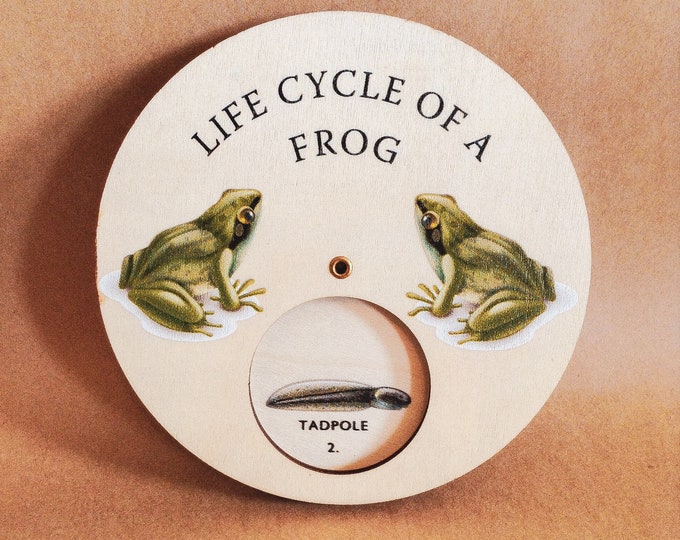 Frog Life Cycle Wheel | Wooden Display Board | Spinner Dial | Montessori Scandi STYLE | Insects and Nature | Amphibians | No Scales