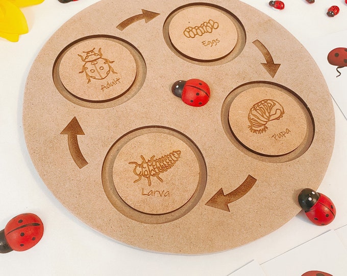 Ladybug | Ladybird LIFE Cycle Set | Wooden Display | Board, Discs