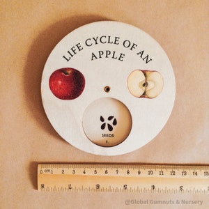 May include: A wooden disc illustrating the apple life cycle, featuring a whole red apple, a cross-section, and seeds. Text reads "LIFE CYCLE OF AN APPLE" and "SEEDS". A ruler shows 15 cm.