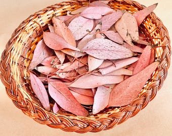 Small Sunkissed Gumleaves - Dried Botanicals for Crafts, Wedding Decor & Sensory Play