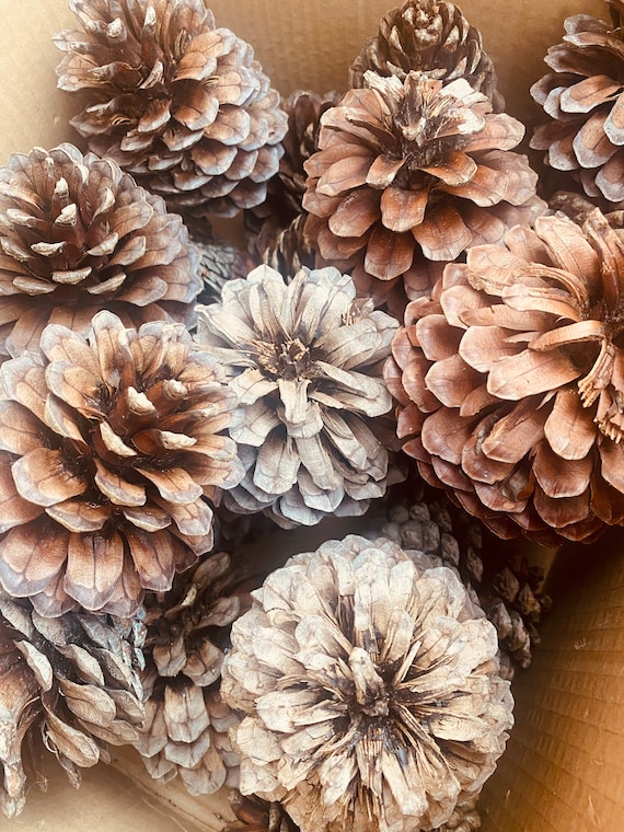 Pine Cones For Sale  Native Wildflowers Nursery