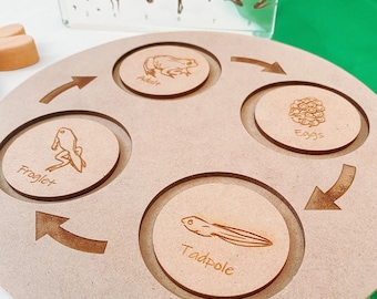 Frog Life Cycle Set | Wooden Display | Board, Discs
