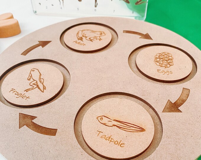 Frog Life Cycle Set | Wooden Display | Board, Discs