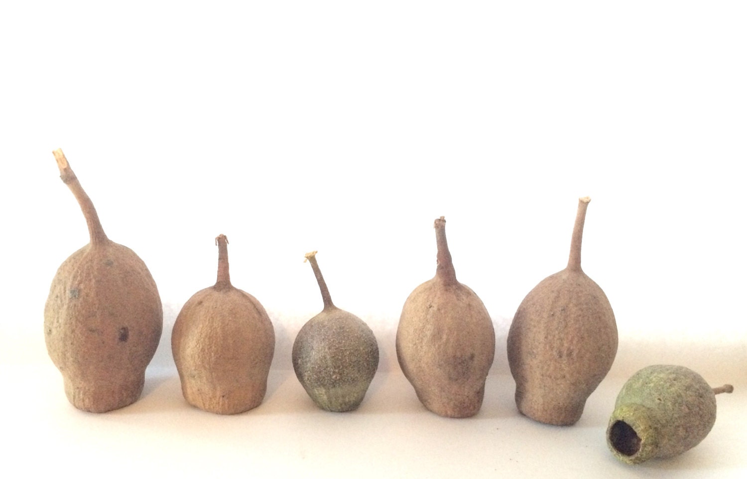 Gumnuts sets of 10, 20 or 30