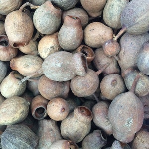 Zestawy gumnuts po 10, 20 lub 30 sztuk | Nasiona | Drzewo | Australia rodzima | Papuga | Drzewo | Ptak