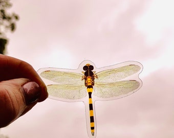 Amazing Dragonflies | 10 pieces | Flat Dragons