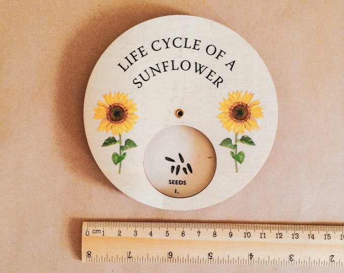 Sunflower Life Cycle Wheel | Spinner Dial | Montessori Scandi STYLE