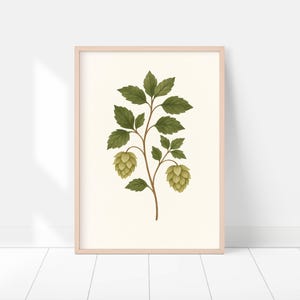 Botaniczny chmiel – dekoracja ścienna do kuchni w stylu vintage, ziołowa, do druku, K057