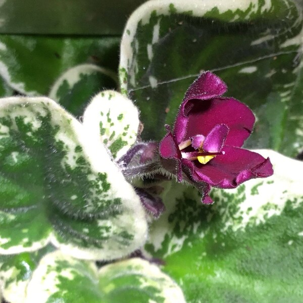 Vintage African Violet Pow Wow