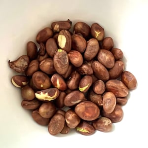 Loquat seeds x 6 : Eriobotrya japonica, fruit seeds, medlar