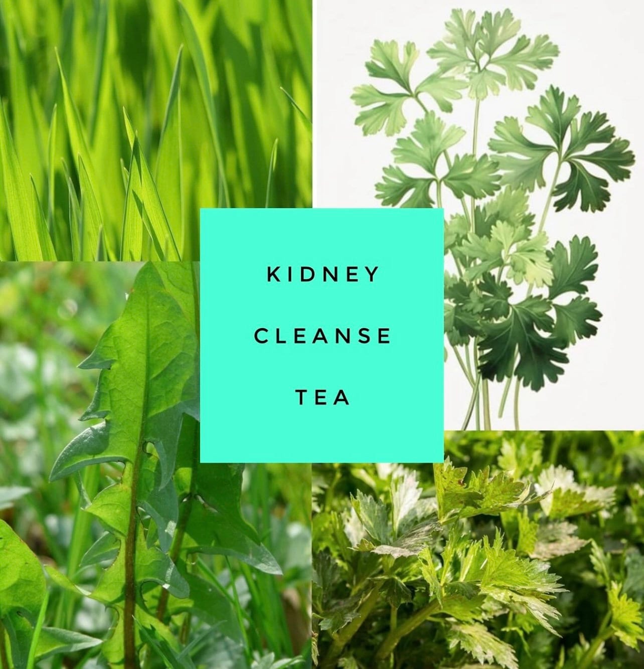 Kidney cleanse teabags x 10, Barbara O’Neill recipe, couch grass, parsley, celery, dandelion, cornstraw, detox tea