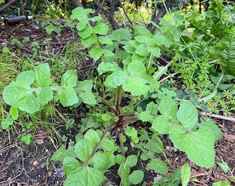 UK only - Common milk thistle, fresh, sonchus oleraceus, small animal feed, rabbits, small mammals, sow thistle - 40g