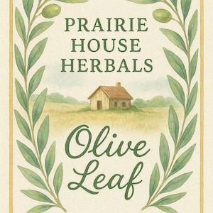 10 x Olive Leaf Teabags, Olea europaea,natural, herbal tea,wellness