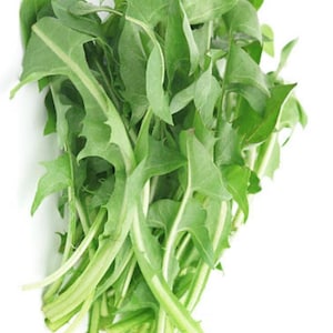 U.K. only - 50g x Fresh dandelion leaves,herbal tea,diuretic,natural,healthy,tortoise,small animal feed,rabbits,fresh smoothie