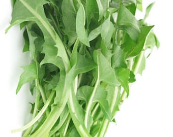 U.K. only - 50g x Fresh dandelion leaves,herbal tea,diuretic,natural,healthy,tortoise,small animal feed,rabbits,fresh smoothie