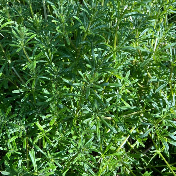 No delivery outside UK, 25g x FRESH sticky willy, Galium aparine, cleavers, goose grass
