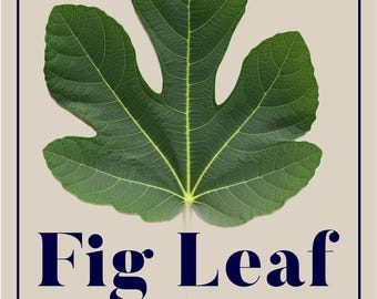 15 x Ground fig leaf teabags, healthy, herbal  Ficus Carica Dried Leaves, herbs