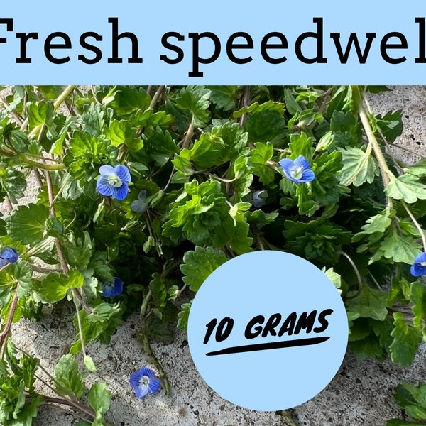 UK only - 10g of FRESH speedwell, Veronica polita Fr, Grey field speedwell, rabbits