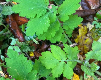 UK only - 25g x Fresh Greater Celandine,herb, anti-parasitic